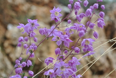 Thalictrum delavayi