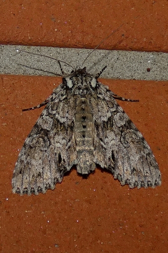 Pilkasis pelėdgalvis nuotrauka