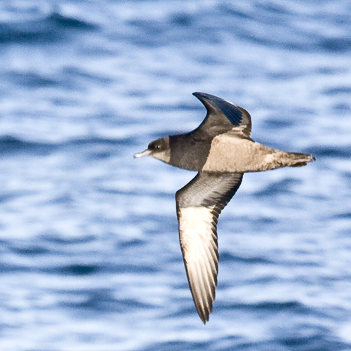 Short-tailed Shearwater