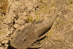 Hypostomus