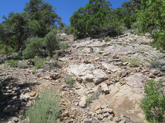 Heterotheca cinerascens