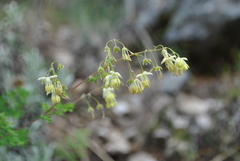 Thalictrum cultratum