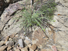 Heterotheca cinerascens