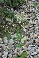 Thalictrum cultratum