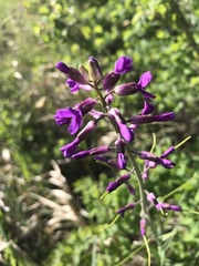 Boechera divaricarpa