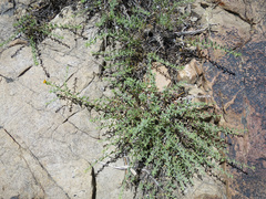 Heterotheca cinerascens
