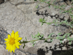 Heterotheca cinerascens