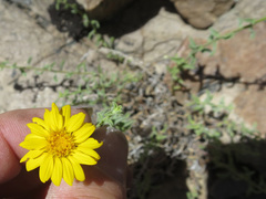 Heterotheca cinerascens