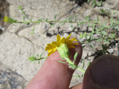 Heterotheca cinerascens