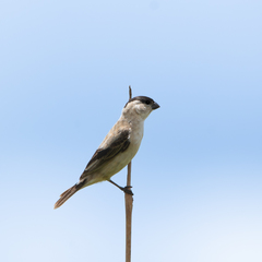 Sporophila pileata