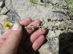 Heterotheca cinerascens