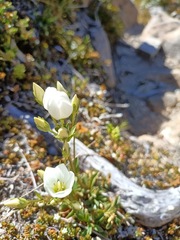 Gentianella bellidifolia
