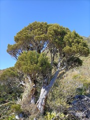 Halocarpus bidwillii
