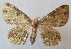 Geometridae