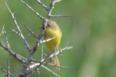 Pseudocolopteryx citreola