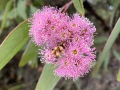 Eucalyptus albopurpurea