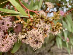 Eucalyptus albopurpurea