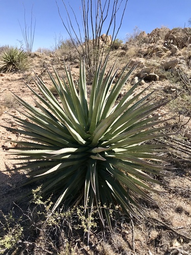 Palmer's agave