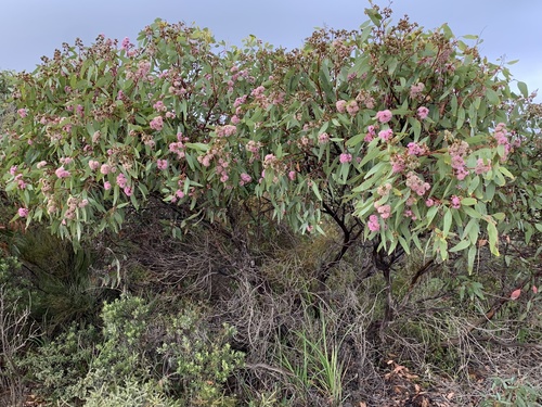 Eucalyptus albopurpurea (Boomsma) D.Nicolle