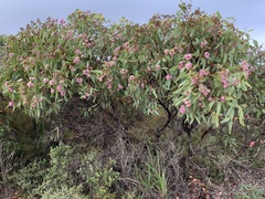 Eucalyptus albopurpurea