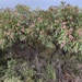 Eucalyptus albopurpurea - Photo (c) bellacorella, algunos derechos reservados (CC BY-NC), subido por bellacorella
