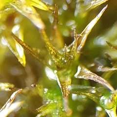 Didymodon icmadophilus