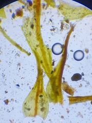 Didymodon icmadophilus