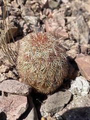 Echinocereus pectinatus rutowiorum