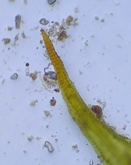 Didymodon icmadophilus
