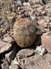 Echinocereus pectinatus rutowiorum