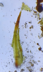 Didymodon icmadophilus