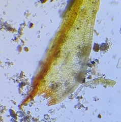 Didymodon icmadophilus