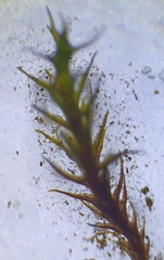 Didymodon icmadophilus