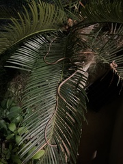 Oxybelis rutherfordi