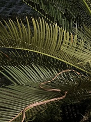 Oxybelis rutherfordi