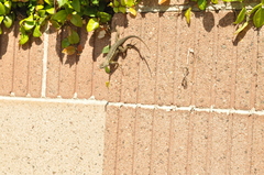 Sceloporus occidentalis