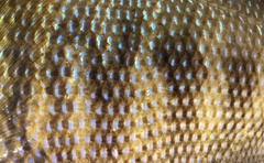 Black Perch photo 3