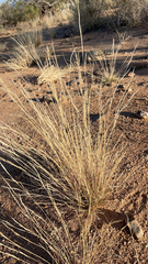 Aristida ternipes