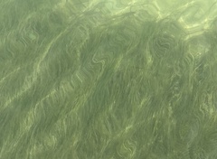Cymodocea nodosa