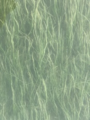 Cymodocea nodosa