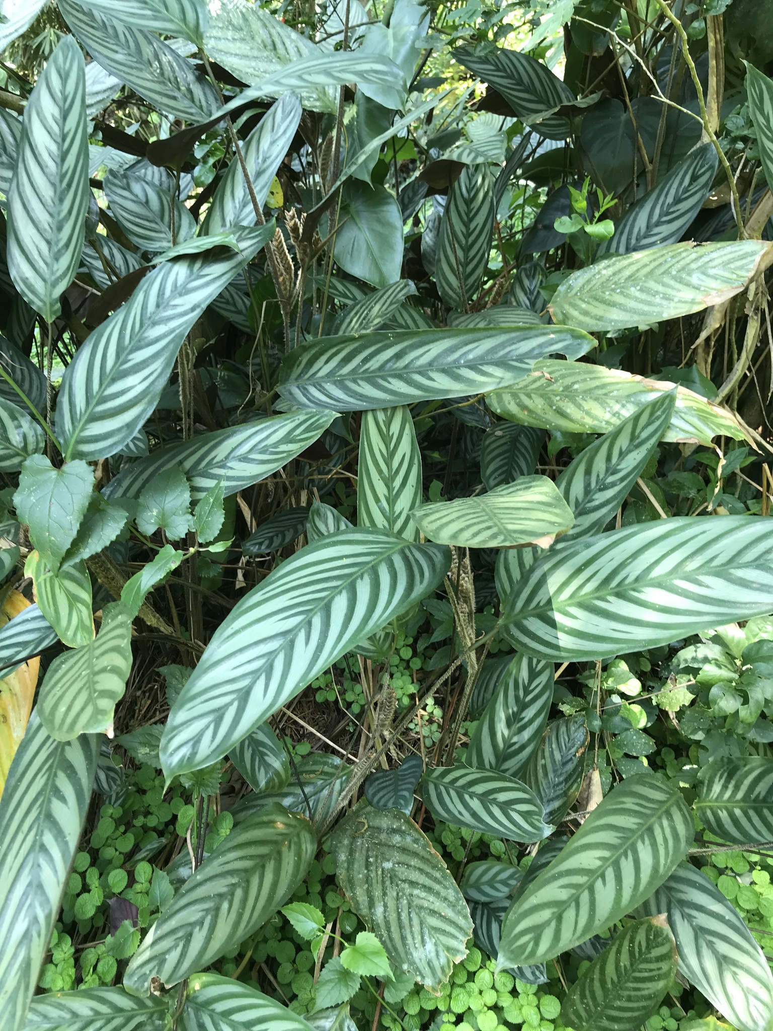 Imagem de Maranta