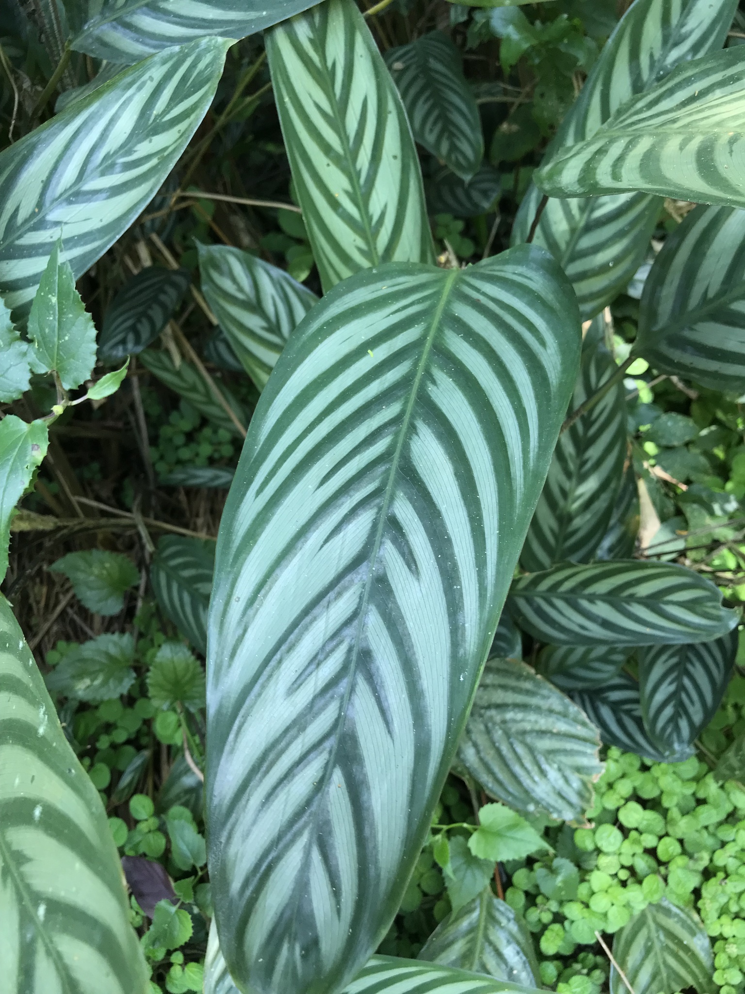 Imagem de Maranta