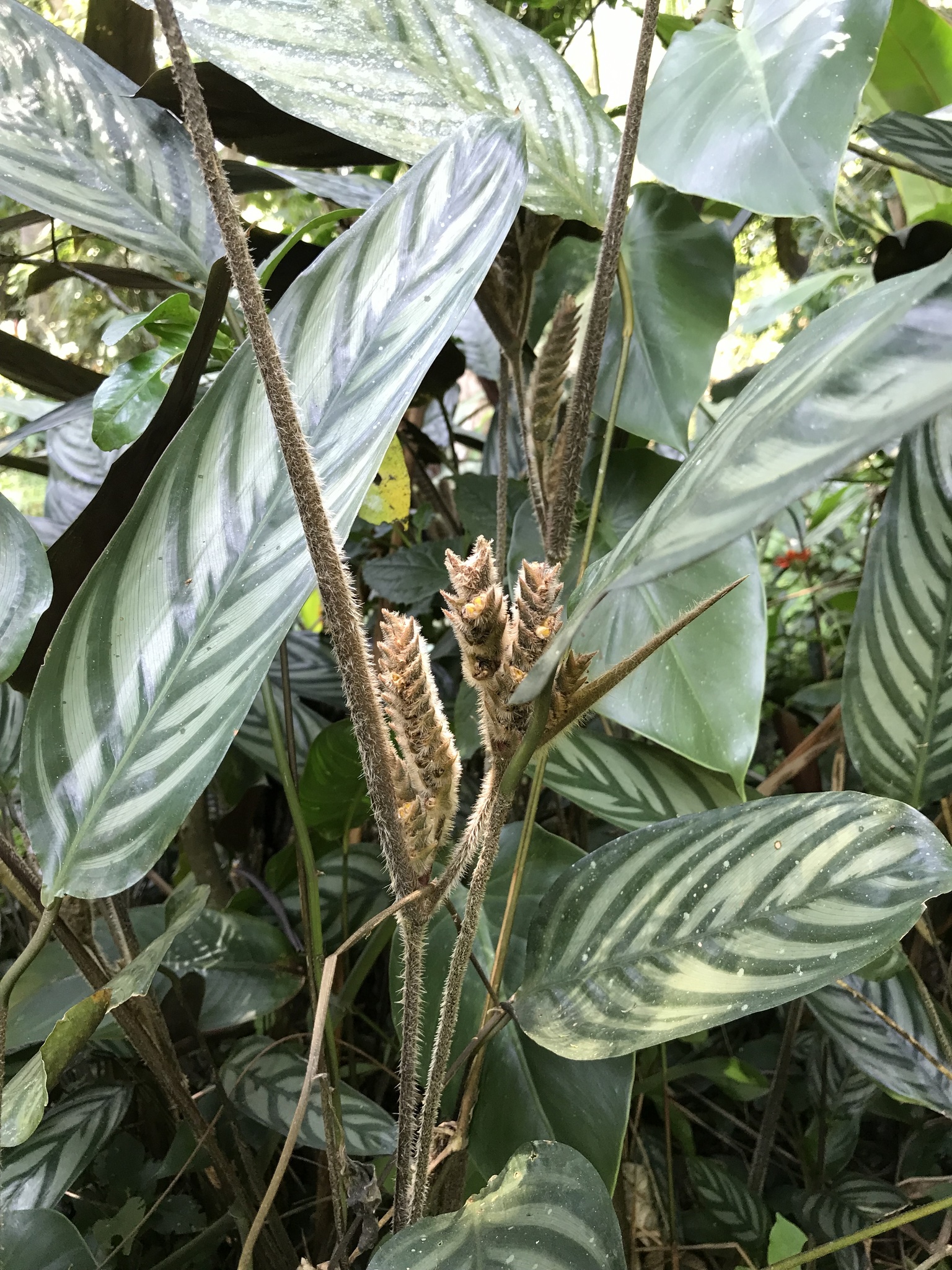 Imagem de Maranta