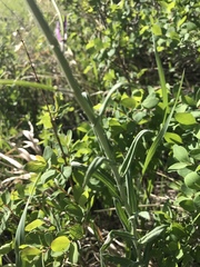 Boechera divaricarpa