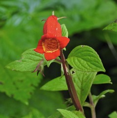 Seemannia nematanthodes