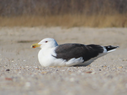 Foto de Great Black-backed Gull