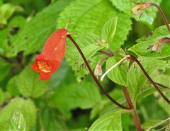 Seemannia nematanthodes