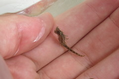 Hippocampus zosterae