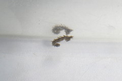 Hippocampus zosterae