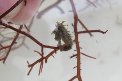 Hippocampus zosterae